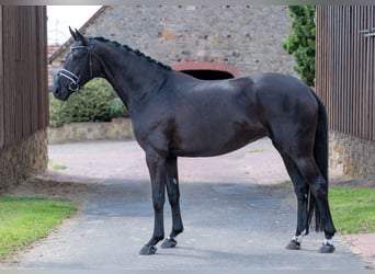 Koń oldenburski, Klacz, 5 lat, 168 cm, Kara