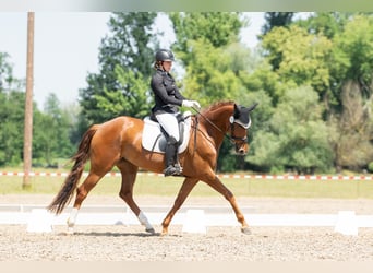 Koń oldenburski, Klacz, 5 lat, 168 cm, Kasztanowata