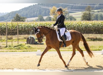 Koń oldenburski, Klacz, 5 lat, 168 cm, Kasztanowata