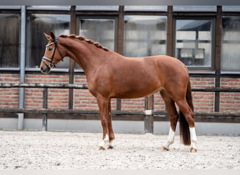 Koń oldenburski, Klacz, 5 lat, 168 cm, Kasztanowata