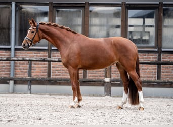 Koń oldenburski, Klacz, 5 lat, 168 cm, Kasztanowata