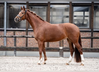 Koń oldenburski, Klacz, 5 lat, 168 cm, Kasztanowata