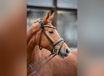 Koń oldenburski, Klacz, 5 lat, 168 cm, Kasztanowata