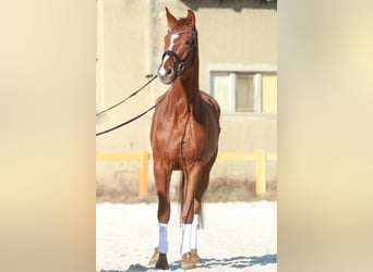 Koń oldenburski, Klacz, 5 lat, 168 cm, Kasztanowata