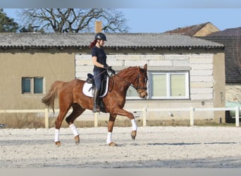 Koń oldenburski, Klacz, 5 lat, 168 cm, Kasztanowata