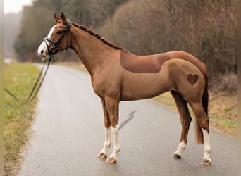 Koń oldenburski, Klacz, 5 lat, 168 cm, Kasztanowata