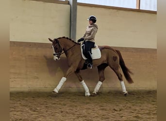 Koń oldenburski, Klacz, 5 lat, 168 cm, Kasztanowata