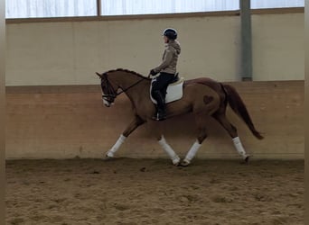 Koń oldenburski, Klacz, 5 lat, 168 cm, Kasztanowata