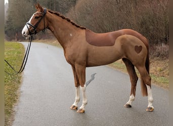 Koń oldenburski, Klacz, 5 lat, 168 cm, Kasztanowata