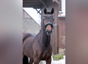 Koń oldenburski, Klacz, 5 lat, 168 cm