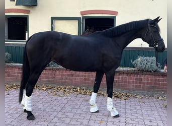 Koń oldenburski, Klacz, 5 lat, 168 cm, Skarogniada