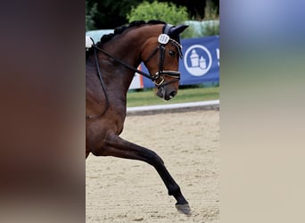 Koń oldenburski, Klacz, 5 lat, 169 cm, Ciemnogniada
