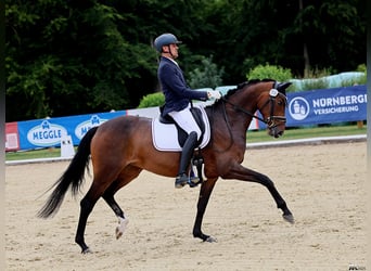 Koń oldenburski, Klacz, 5 lat, 169 cm, Ciemnogniada