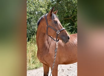 Koń oldenburski, Klacz, 5 lat, 169 cm, Gniada