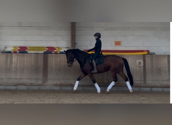 Koń oldenburski, Klacz, 5 lat, 169 cm, Gniada