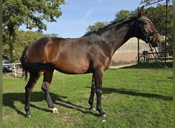 Koń oldenburski, Klacz, 5 lat, 169 cm, Gniada