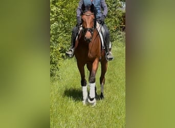 Koń oldenburski, Klacz, 5 lat, 169 cm, Gniada