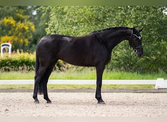 Koń oldenburski, Klacz, 5 lat, 169 cm, Kara