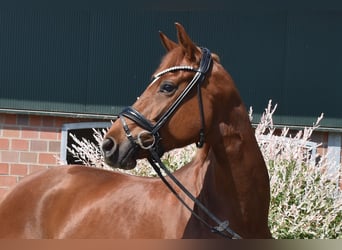 Koń oldenburski, Klacz, 5 lat, 169 cm, Kasztanowata