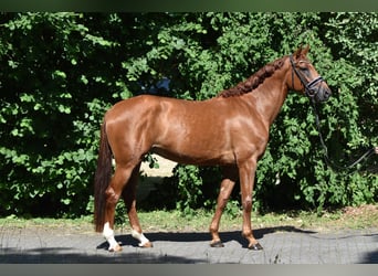 Koń oldenburski, Klacz, 5 lat, 169 cm, Kasztanowata