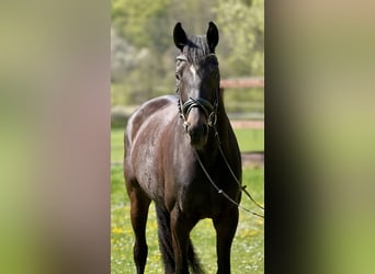 Koń oldenburski, Klacz, 5 lat, 170 cm, Ciemnogniada