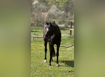 Koń oldenburski, Klacz, 5 lat, 170 cm, Ciemnogniada