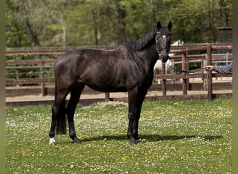 Koń oldenburski, Klacz, 5 lat, 170 cm, Ciemnogniada
