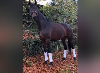 Koń oldenburski, Klacz, 5 lat, 170 cm, Ciemnogniada