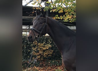 Koń oldenburski, Klacz, 5 lat, 170 cm, Ciemnogniada