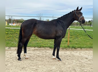 Koń oldenburski, Klacz, 5 lat, 170 cm, Ciemnogniada