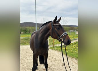 Koń oldenburski, Klacz, 5 lat, 170 cm, Ciemnogniada