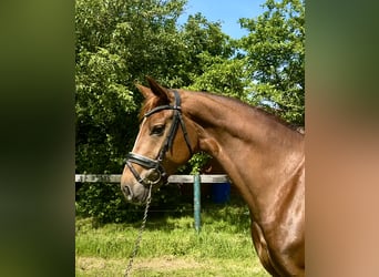 Koń oldenburski, Klacz, 5 lat, 170 cm, Ciemnokasztanowata