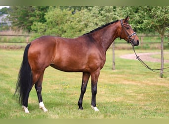 Koń oldenburski, Klacz, 5 lat, 170 cm, Gniada