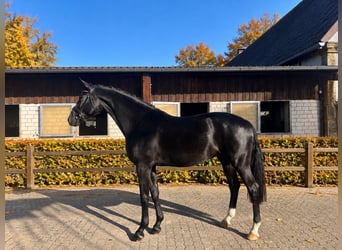 Koń oldenburski, Klacz, 5 lat, 170 cm, Kara