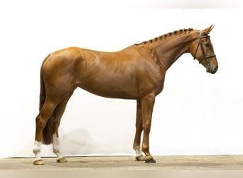 Koń oldenburski, Klacz, 5 lat, 170 cm, Kasztanowata