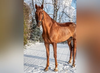 Koń oldenburski, Klacz, 5 lat, 170 cm, Kasztanowata