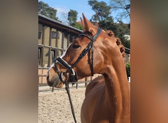 Koń oldenburski, Klacz, 5 lat, 170 cm, Kasztanowata