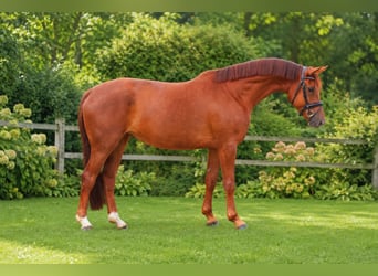 Koń oldenburski, Klacz, 5 lat, 170 cm, Kasztanowata