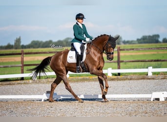 Koń oldenburski, Klacz, 5 lat, 170 cm