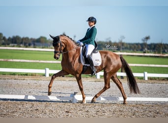 Koń oldenburski, Klacz, 5 lat, 170 cm