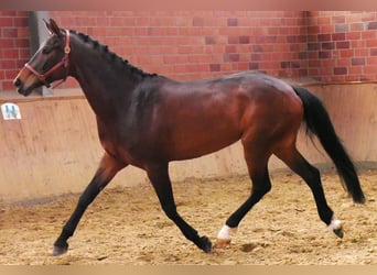 Koń oldenburski, Klacz, 5 lat, 171 cm, Ciemnogniada