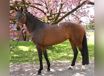 Koń oldenburski, Klacz, 5 lat, 171 cm, Ciemnogniada