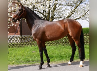 Koń oldenburski, Klacz, 5 lat, 171 cm, Ciemnogniada