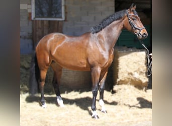 Koń oldenburski, Klacz, 5 lat, 171 cm, Ciemnogniada