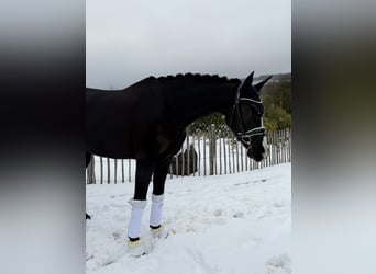 Koń oldenburski, Klacz, 5 lat, 171 cm, Kara