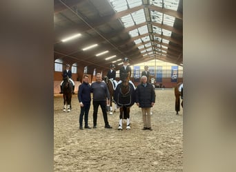 Koń oldenburski, Klacz, 5 lat, 171 cm