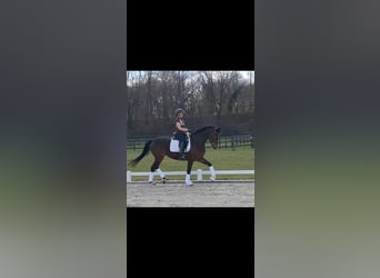 Koń oldenburski, Klacz, 5 lat, 172 cm, Ciemnogniada