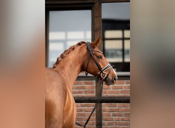 Koń oldenburski, Klacz, 5 lat, 172 cm, Ciemnokasztanowata