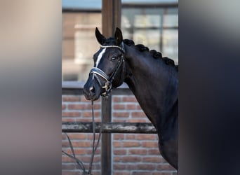 Koń oldenburski, Klacz, 5 lat, 172 cm, Kara