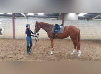 Koń oldenburski, Klacz, 5 lat, 172 cm, Kasztanowata